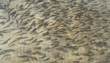 चार करोड ३४ लाख माछा र भुरा बिक्री