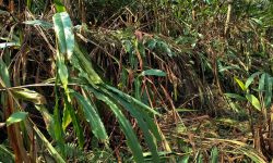 ताप्लेजुङमा अलैँचीका बोट सुक्न थाले