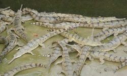 प्रजनन केन्द्रमा हुर्काइएका एक सय ५० गोही नदीमा छाडियो