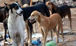 वीरगञ्जमा छाडा कुकुरको बन्ध्याकरण र रेबिजविरुद्धको खोप लगाइँदै