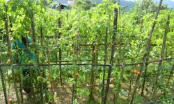 बाँझो जमीनमा करार खेती