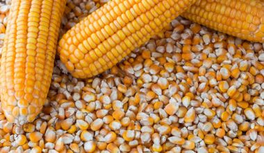 अनुदानमा पाएको मकैको बिउ उम्रिएन