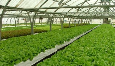 तरकारी खेतीबाट वार्षिक रू १२ लाख आम्दानी