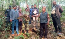 उद्धार गरिएको हुचिल वनमा छोडियो