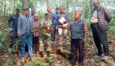 उद्धार गरिएको हुचिल वनमा छोडियो