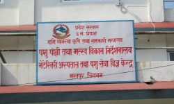 कुकुरमा ‘पार्वो भाइरस’ सङ्क्रमण देखियो