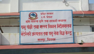 कुकुरमा ‘पार्वो भाइरस’ सङ्क्रमण देखियो