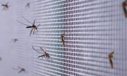 दिल्ली : लामखुट्टेको ‘उपायु’ घातक साबित, ६ जनाको मृत्यु