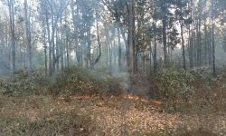 महोत्तरीमा डढेलोले सखाप हुँदै वन