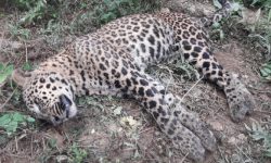 दार्चुलामा चितुवा मृत फेला