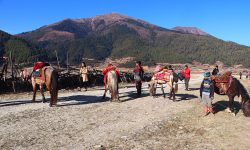 ओझेलमा ढोरपाटन