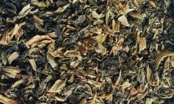 रोङमा व्यवसायिक गुन्द्रुक उत्पादन