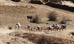 यातायातको सवारीसाधन खच्चड