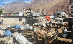 खच्चडमा सामग्री ढुवानी गर्दै