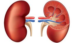 मस्तिष्क मृत्यु भएका व्यक्तिबाट मिर्गौला र कलेजोको सफल प्रत्यारोपण