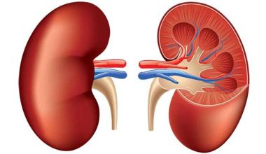 मस्तिष्क मृत्यु भएका व्यक्तिबाट मिर्गौला र कलेजोको सफल प्रत्यारोपण