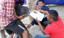 हात्तीको छावालाई दुध खुवाउँदै !