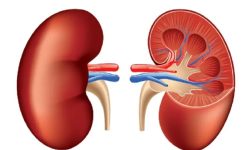 यसकारण मृगौलालाई पुग्न सक्छ आघात