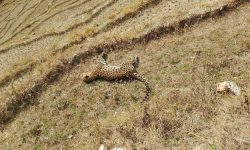 पर्वतको फलेवासमा भेटिएको चितुवा