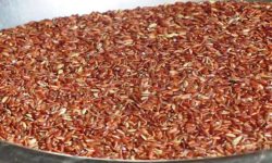 कालीमार्सी धानको बीउ राख्न सार्वजनिक बिदा