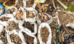 आठ सय टन जडीबुटी निकासी नहुँदा कुहिँदै