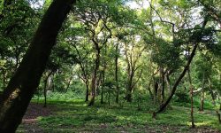 रसुवामा वन व्यवस्थापन अध्ययन गरिँदै