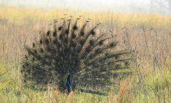शुक्लाफाँटामा नाच्दै मयूर !