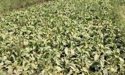 हरी गाउँमा गरिएको सुर्ती खेती