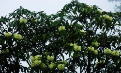 ढकमक्क फुलेको चिमाल (सेतो गुराँस)