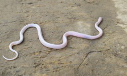 दुर्लभ प्रजातिको सर्प फेला