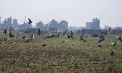 हारा खोज्दै आएका परेवा