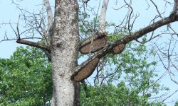 सिमलको रुखमा मौरीको घार