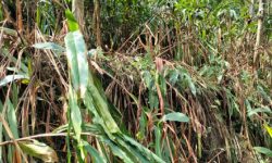 वर्षा नहुँदा सुक्न थाले अलैँचीका बोट