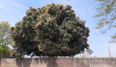 झपक्के फुल्यो आँप