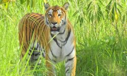 नियन्त्रणमा लिइएको बाघ पर्सा पठाइयो