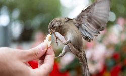तनहुँमा नमूना पशुपन्छी अस्पताल बनाइँदै