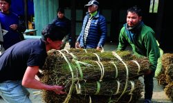 चिराइतोको मूल्य अलैंचीको भन्दा बढी