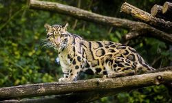 सिक्लेसमा ध्वाँसे चितुवा संरक्षणमा जोड