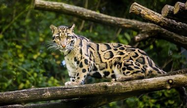 सिक्लेसमा ध्वाँसे चितुवा संरक्षणमा जोड