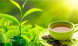 चिया निर्यात ५२ प्रतिशतले बढ्यो