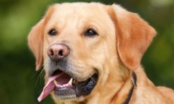 अब कुकुर पाल्न पनि अनुमति लिनुपर्ने