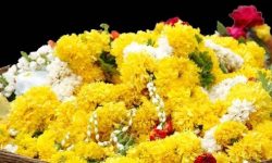 काठमाडौंका ४६ स्थानबाट फूल बिक्री गरिँदै