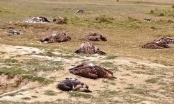 विषाक्त खानाले मर्ने गिद्धको संख्या ६ पुग्यो