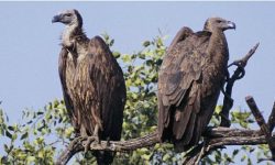 संरक्षण नहुँदा गिद्ध संकटमा