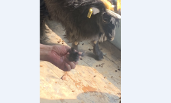 च्याङ्ग्राको भुवाको गुणस्तर अध्ययन