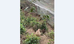 चुरेमा फस्टाउँदो कालिजपालन व्यवसाय