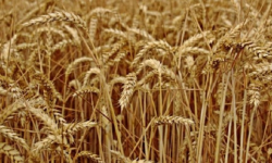 खडेरीले सुक्यो गहुँबाली : वर्षा नहुँदा मकै रोप्न ढिलाइ