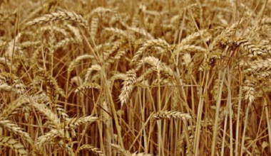 खडेरीले सुक्यो गहुँबाली : वर्षा नहुँदा मकै रोप्न ढिलाइ