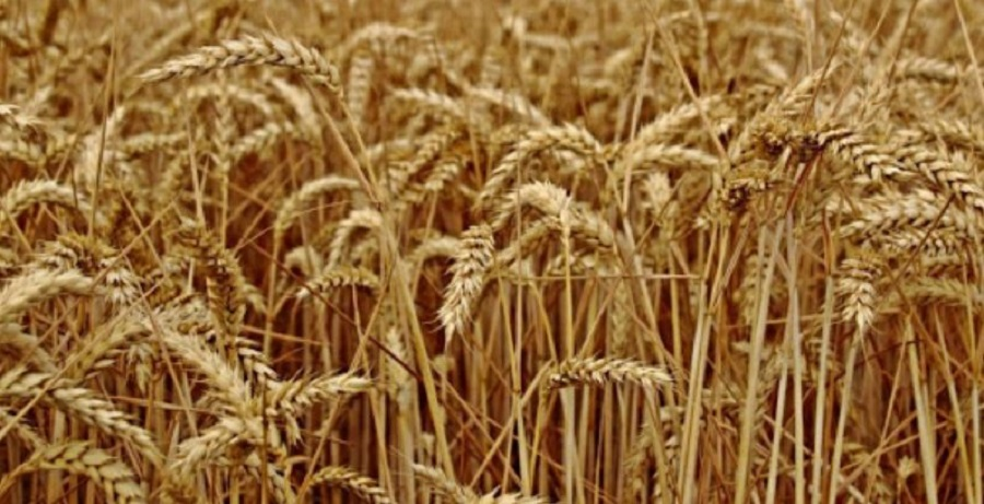 खडेरीले सुक्यो गहुँबाली : वर्षा नहुँदा मकै रोप्न ढिलाइ