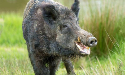 बँदेलमा देखियो ‘अफ्रिकन स्वाइन फिभर’